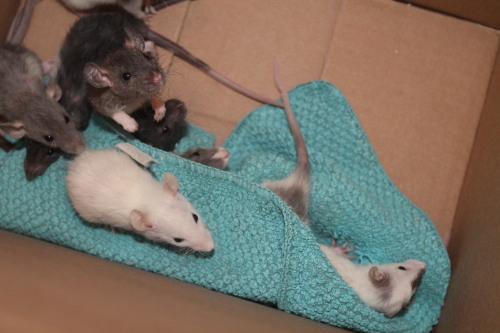 notcuddles:furrsonalitypets:Group shots on day twenty-nine. The babies are now without their mommy.T