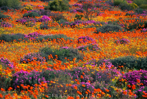 Namaqualand, Namibia/South Africa Namaqualand is an arid region of Namibia and South Africa, extendi