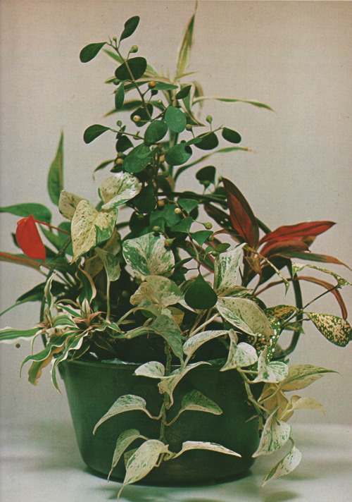 Flores y Plantas en Casa. Violet Stevenson, Editorial HMB. 1978 (or. Plants &amp; Flowers in the