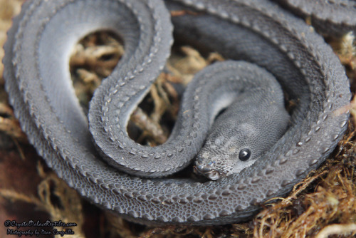 superstace:scales-and-fangs:Dragon Snake (Xenodermus javanicus)Holy shit what a beautiful baby!