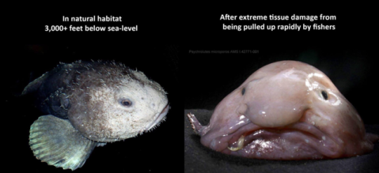 Behold the Blobfish, Science