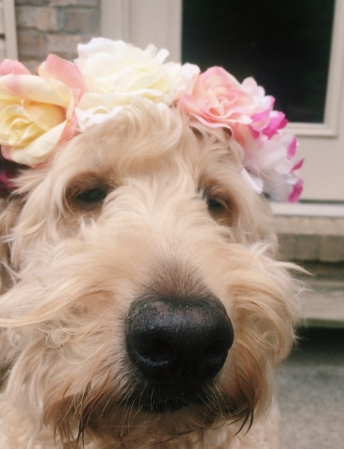 rollarcoaster: my doggo and his crown of flowers