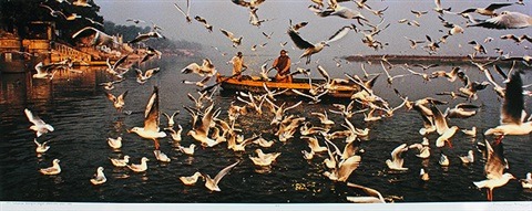 Delhi Businessmen feeding the Seagulls, Jamuna, Delhi , 1998Raghu Rai (Indian, born 1942)