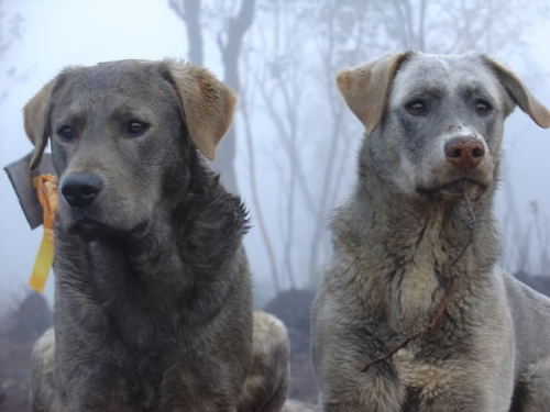 crispbean:Grabbed this from the Retrieverman blog. Dog on the right is the product of a Labrador Ret