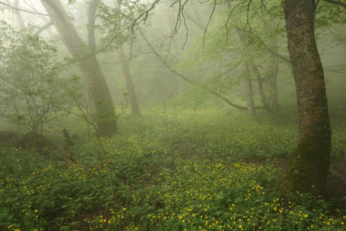 90377: Fog in the forest of the Crimea by Nika Kitaeva