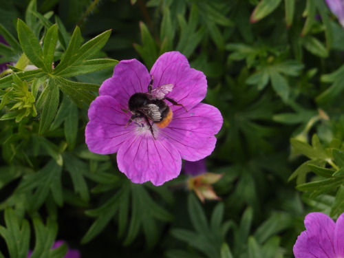 Geranium sanguineum — bloody cranesbillBombus — bumblebees