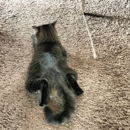 acciotardistohogwarts:Would you look how adorable these two are????@mostlycatsmostly