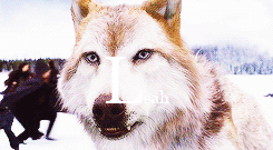 jacksonrathbons:  The Twilight Saga Alphabet       ↳ Q is for Quileute people 