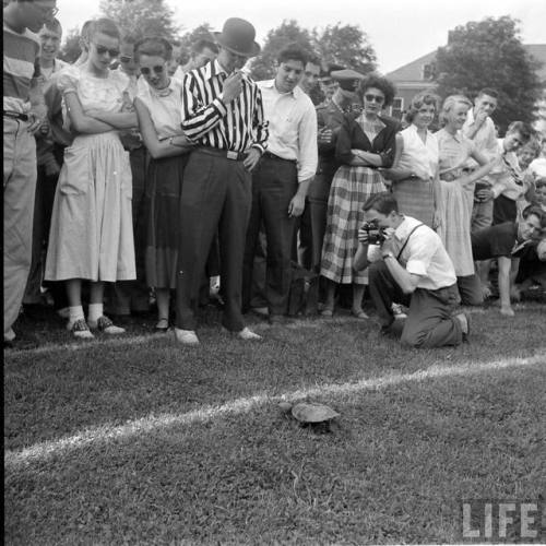 Thrilling climax of a turtle race at the University of Maryland(George Skadding. 1952)