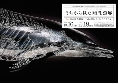 Composition of Mammal´s posters by Wataru Yoshida