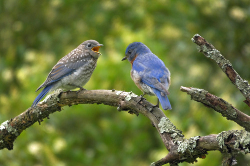 When the kids get taller than DadEastern Bluebirds (Sialia sialis)June 18, 2022Southeastern Pennsylv
