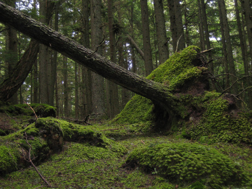 Mossy Tree by cscotte