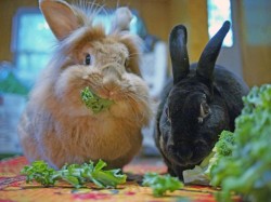Crossedwires:  Dailybunny:  Bunnies Are Very Busy With Their Vegetables Right Now