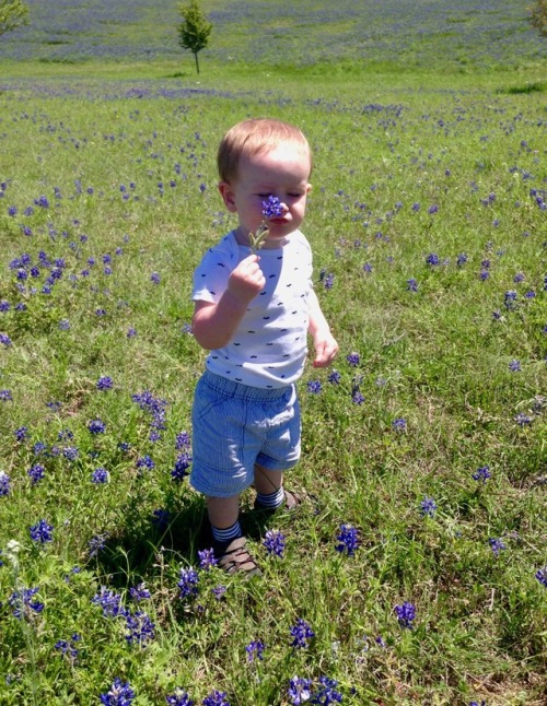 Stop and smell the bluebonnets