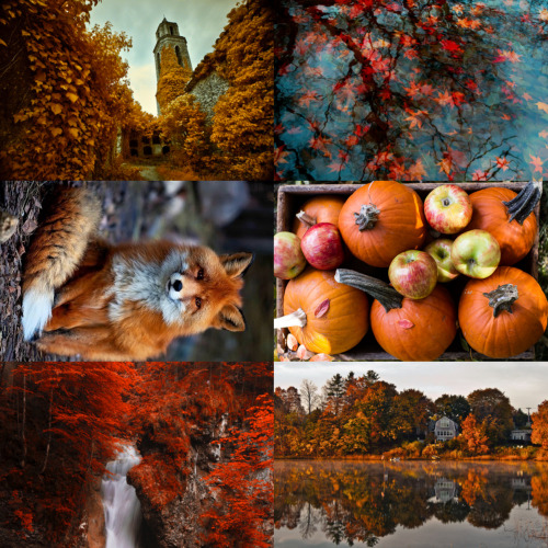 wingedwolves:  inspiration for autumn 