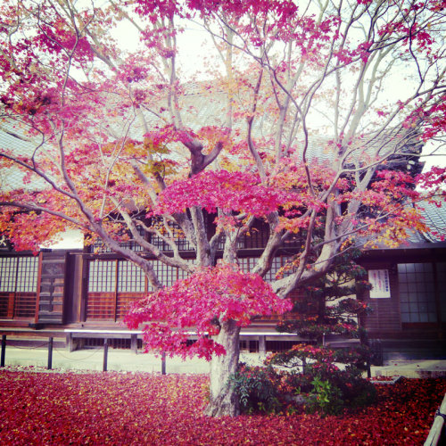 2014/11/30 SUN - 2014/12/01 MON
KYOTO with My FAMILY
永観堂 南禅寺 源光庵 高台寺 北野天満宮