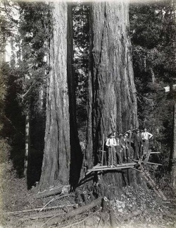 AW Ericson - Humboldt County, Californie, 1915.