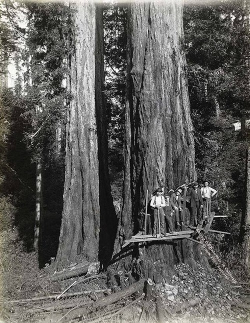 AW Ericson - Humboldt County, Californie, 1915.