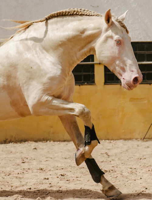 forests-in-neverland:  This great looking stallion is 4 years old and about 164cms.  He is  strong and bold be easy to handle from ground and calm to ride.  Has a  playful character in bull fight training/dressage doing lateral work and  basics.  He