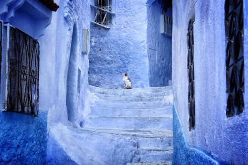 asylum-art:Awesome Travel Spot: A Small Town In Morocco That’s Covered In Blue PaintHard not to fall