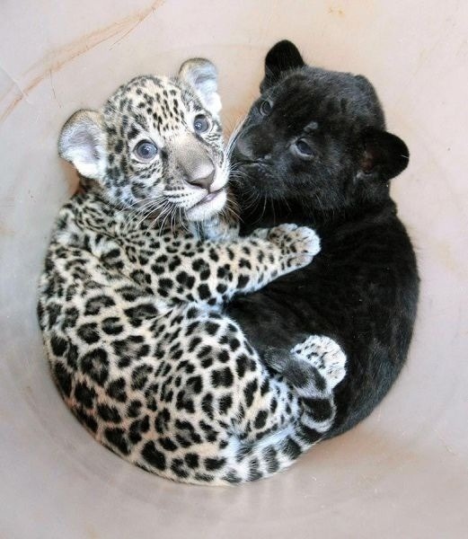 cute-overload:  baby jaguar cuddling with a baby pantherhttp://cute-overload.tumblr.com