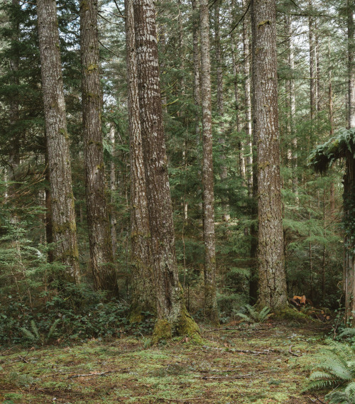 millivedder:Abandoned cabin in the woods