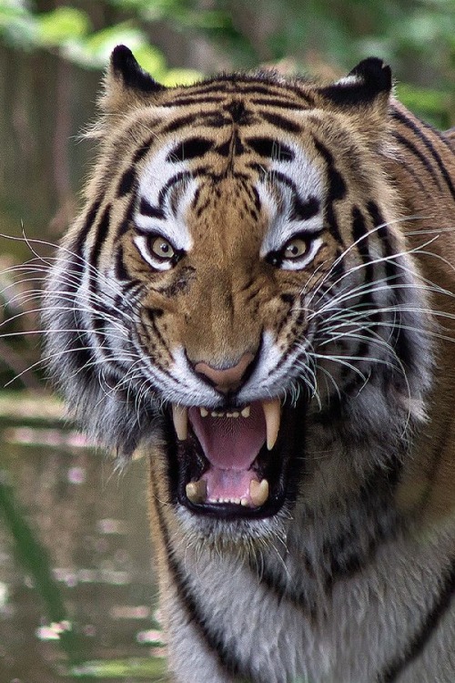 wolverxne:  Tiger - by: Renate Schleuter  