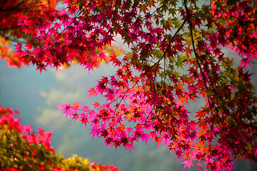 seasonal-nostalgia:  Untitled on We Heart It. 