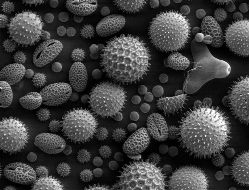 rhamphotheca:  Pollen from a variety of common plants: sunflower (Helianthus annuus), morning glory (Ipomoea purpurea), hollyhock (Sildalcea malviflora), lily (Lilium auratum), primrose (Oenothera fruticosa) and castor bean (Ricinus communis). * The image