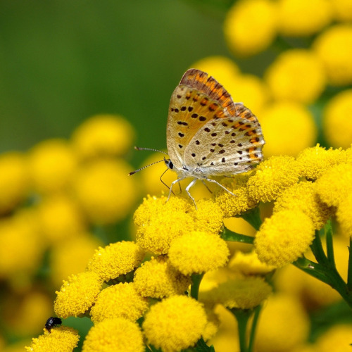 ✿ Insect Macro by vaskos66 on Flickr.