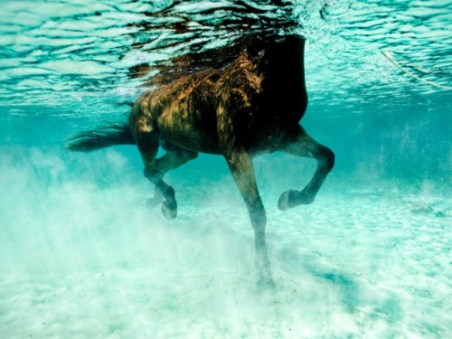 megarah-moon:“Sea Horse” byKurt Arrigo