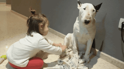 gifsboom:Little Girl Plays Doctor With Patient Bull Terrier. [video]