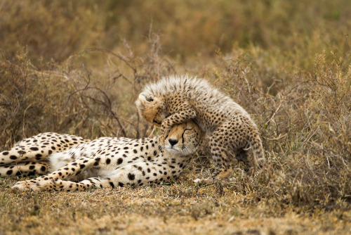 big-catsss:  Tanzania, Ngorongoro Conservation Area, Ndutu Plains, Cheetah Cubs (Acinonyx jubatas) p