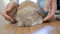 lawebloca:  ** Video ** 