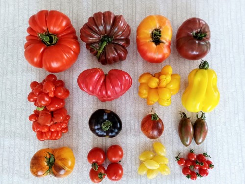 allthingssoulful-garden: 15 out of the 36 tomato varieties I’m growing this year.Gigantomo F1,