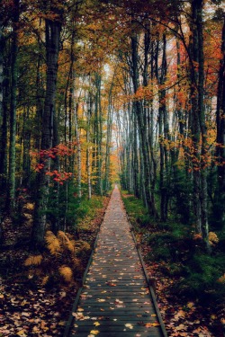 disminucion:  A walk in the woods, Michael