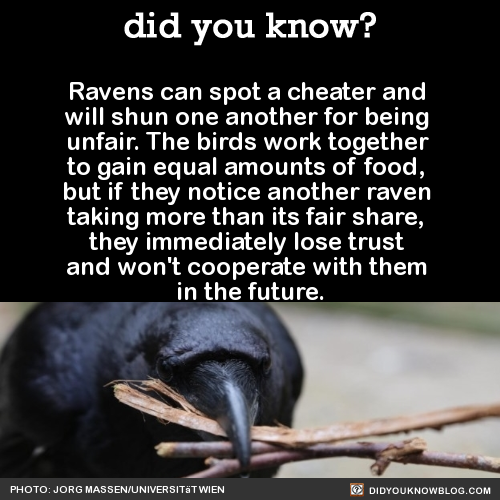 mierdasvarias:  did-you-kno:  In an experiment, two ravens had to simultaneously