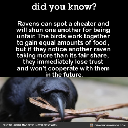 Did-You-Kno: In An Experiment, Two Ravens Had To Simultaneously Pull The Two Ends