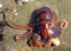 waterbody:  red octopus (Octopus rubescens). Princeton, CA, March 2010 / FS15 / 