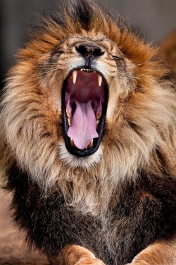 big-catsss:  Yawn! by My Photonetworx 