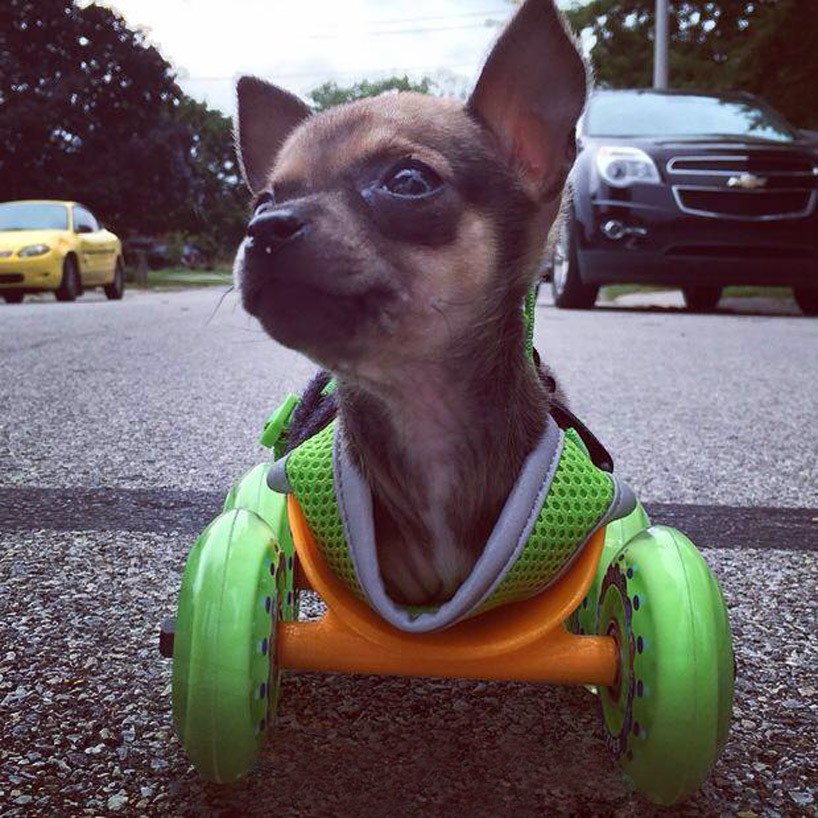 rosalarian:  cubebreaker:  TurboRoo, a chihuahua born without its front legs, was