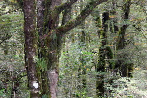 sungodprime:  New Zealand Day 6: Forest (final post). A day before going back (no photos from the trip back because it was mostly boring) we went to the wild forests of New Zealand. Amazing doesn’t cover it at all. Ferns and moss covered ancient tries,