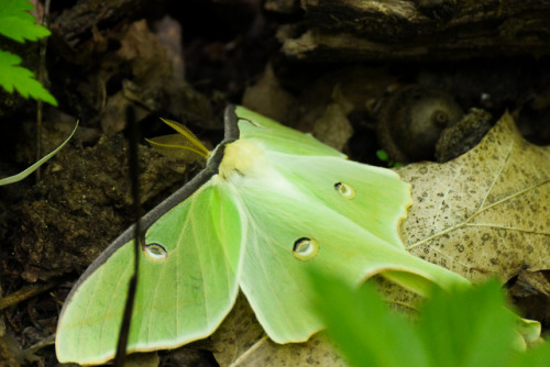 debunkshy:Luna MothPleasant Valley Conservancy, WI2 June 2019