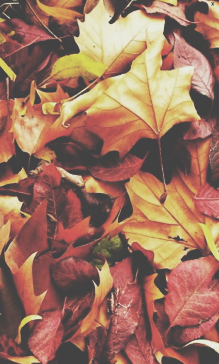 trashytessa: Autumn leaves ~ wallpaper /background