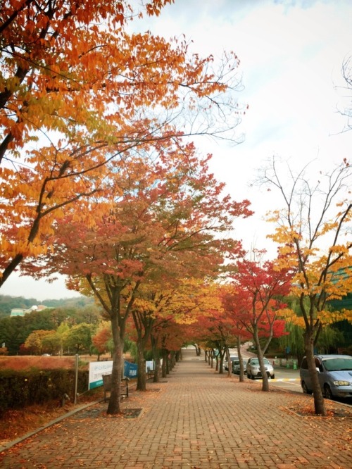 It’s Fall change to WinterMy University for Korean language 