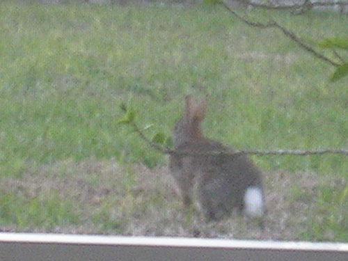 THERES A BUNNY IN MY YARD RN!!!! 