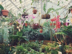 hanahaley:went to the flower conservatory today