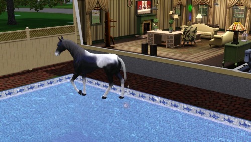 WTF just happened? This horse just walked in through the fence across the pool jesus style and then 