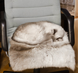 Camouflage Cat will blame you if you sit
