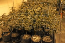 potterest-com:  How Denver Relief Grows Marijuana